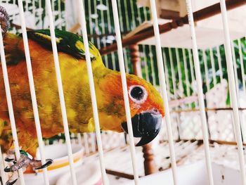 Close-up of a parrot in cage