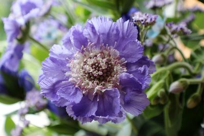 Close-up of purple flower