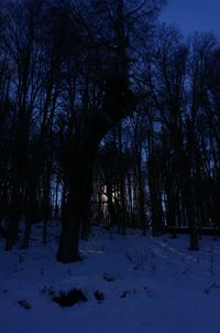 Trees on snow covered landscape