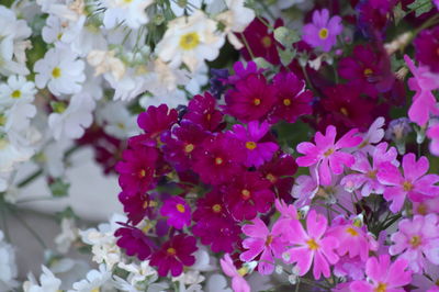 Close-up of pink flowering plants