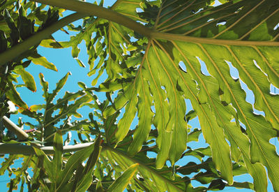 Full frame shot of leaves growing on tree