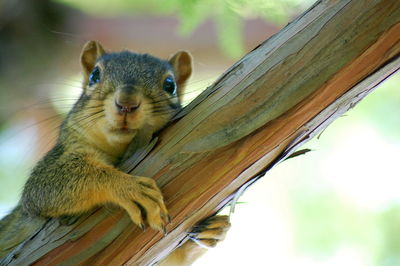 Close-up portrait of squirrel on tree