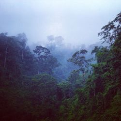 Scenic view of forest against cloudy sky