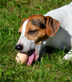 Dog lying on grassy field