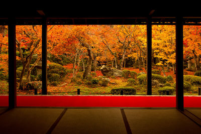 Close-up of trees by window during autumn