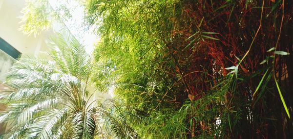 Close-up of palm trees on field
