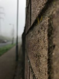 Close-up of lizard