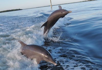 Dolphins swimming in sea