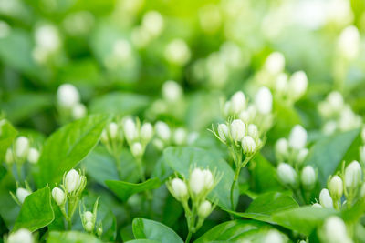 Close-up of white flowering plant