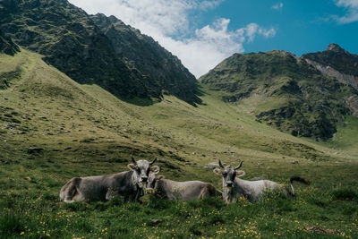 View of cows on field against mountain range