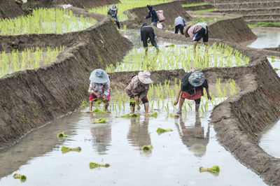 Group of farmers working on agricultural field