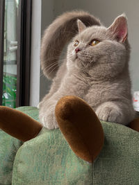Close-up of a cat looking away