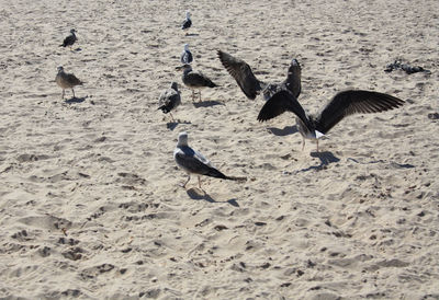 High angle view of seagulls on beach