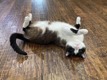 High angle view of cat lying on floor. meow 