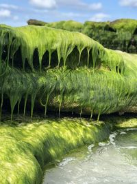 Close-up of green plants by river against sky