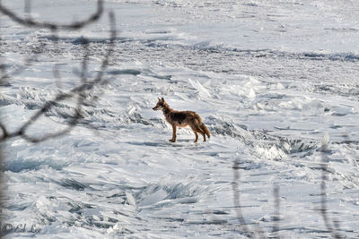 Coyote on the ice