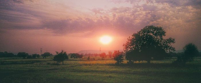 Silhouette trees on field against sky during sunset