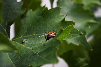 Close-up of insect on leaf