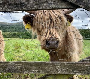 Horse in a field