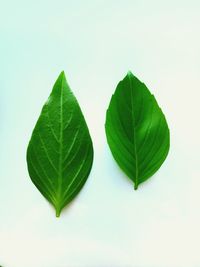 Close-up of green leaves against white background