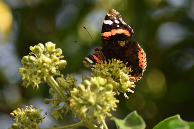 Close-up of butterfly pollinating on flower