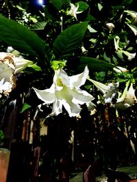 Close-up of white flowering plant