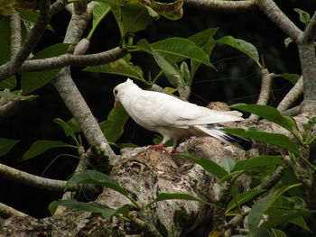 Bird perching on a tree