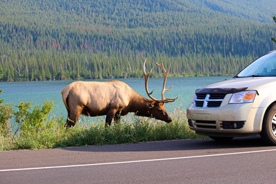 A elk bull along the highway as tourist vehicles stop dangerously close to it.