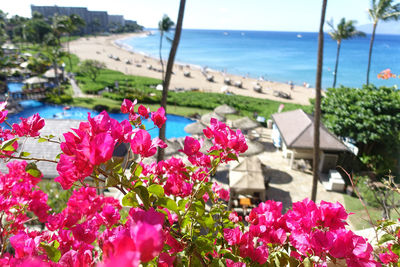 Close-up of bougainvillea blooming by sea against sky