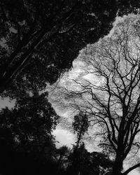 Low angle view of silhouette trees against sky