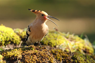 Close-up of a bird perching on a land