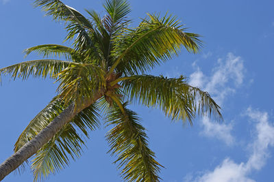 Low angle view of palm tree against sky