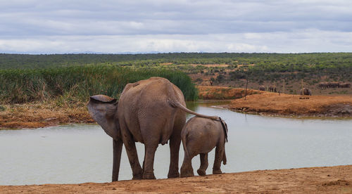 Elephant in a lake