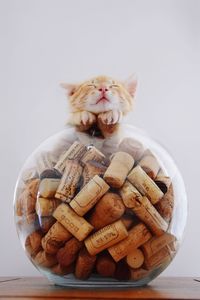 Close-up of a cat in plate on table