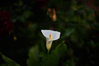 Close-up of white flowering plant