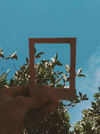 Person holding plant against sky