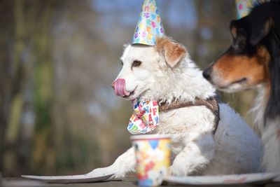 Close-up of dog looking away