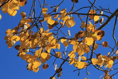 Low angle view of yellow tree against sky