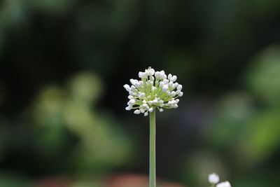 Close-up of white flowering plant