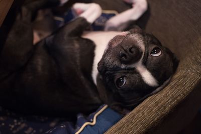 Close-up of dog relaxing at home