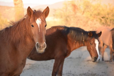 Horses standing in ranch