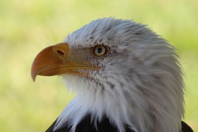 Close-up of bald eagle