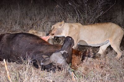 Lioness feeding on prey in forest at night