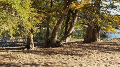 Trees in forest