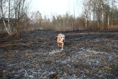 Dog standing on a field