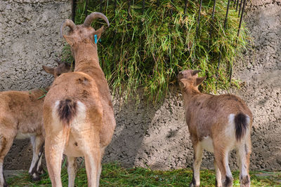 Deer standing on field