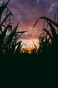 Silhouette plants growing on field against sky during sunset