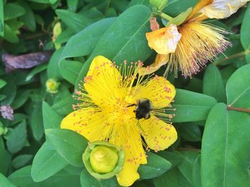 Close-up of bee on yellow flower