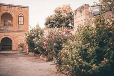 Trees and plants growing outside building