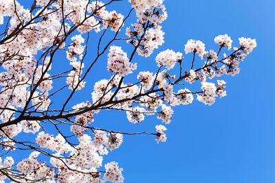 Low angle view of cherry blossom against blue sky